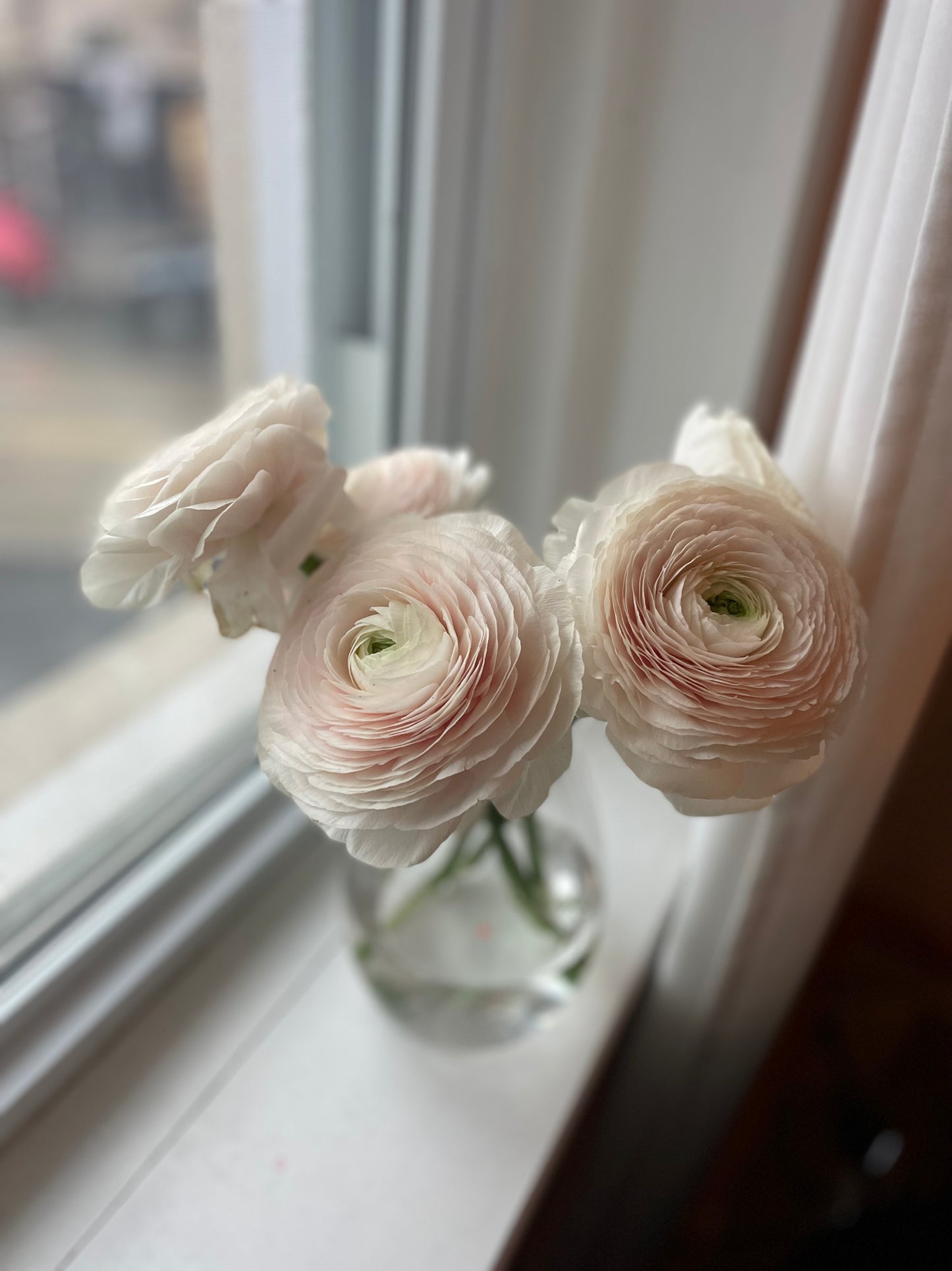 Ranunculus Arrangement