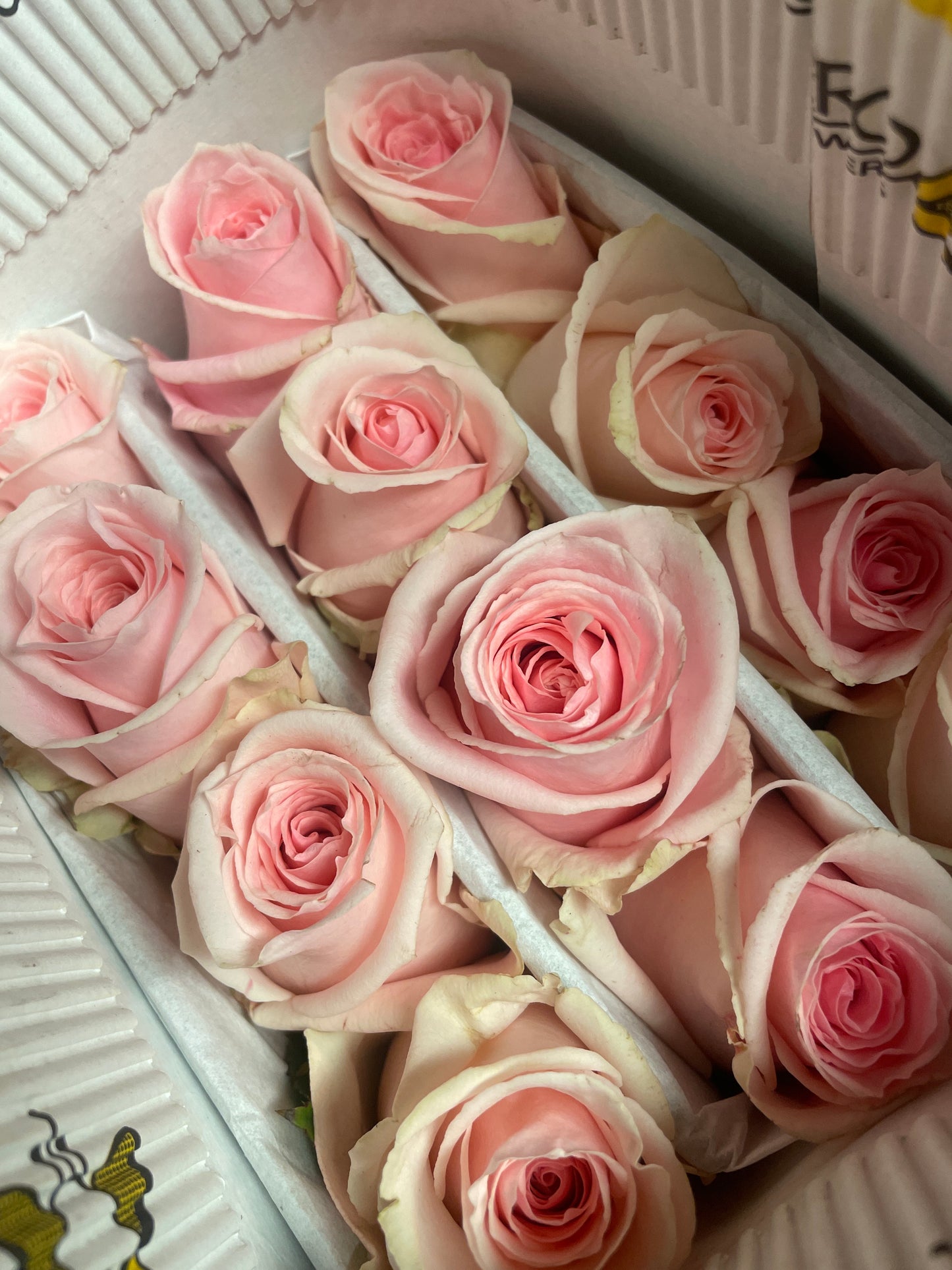 Dozen Fresh Roses